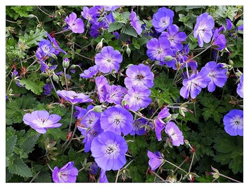 Stauden Gänge 3 x Geranium 'Rozanne ®' im 1 Liter Topf (Winterhart/Stauden/Staude/Mehrjährig/Bodendecker) Storchschnabel - Farbenpracht von Frühling bis zum ersten Frost - Dauerblüher