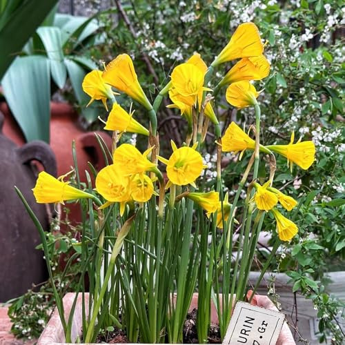 5bulbi da narcisi - balcone di narcisi perenni resistenti, esotiche, aconiti invernali, balcone