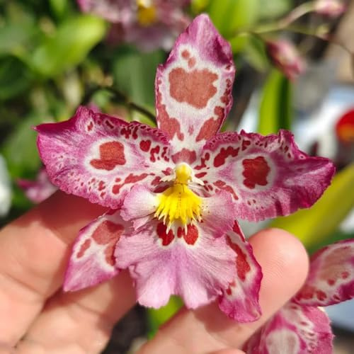 Semi di Orchidea Oncidium, d'appartamento semi di regali per gli amanti del giardino decorazione floreale da giardino vecchie varietà da ufficio 30pcs