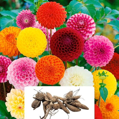 3 Dahlia Pompon Mixed Bulbs – Vibrant, Ball-Shaped Flowers – Summer-Flowering Perennials – Perfect for UK Gardens & Climate Conditions