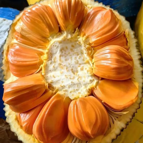 semi di jackfruit, da regali per gli amanti del giardino esotiche semi da colonnari resistenti nani 10pcs