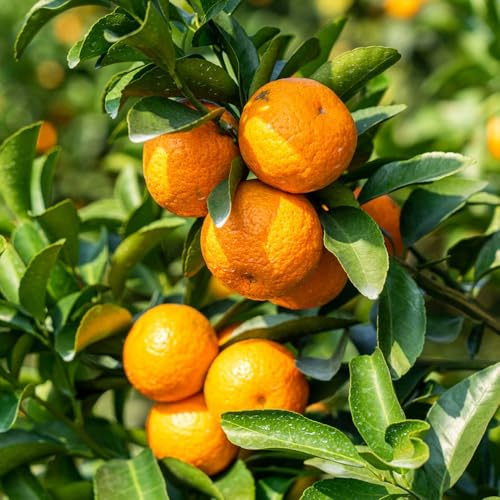 mandarinenbaum orangenbaum topfpflanzen draußen winterhart zimmerpflanzen, winterharte kübelpflanzen balkonpflanzen 55samen