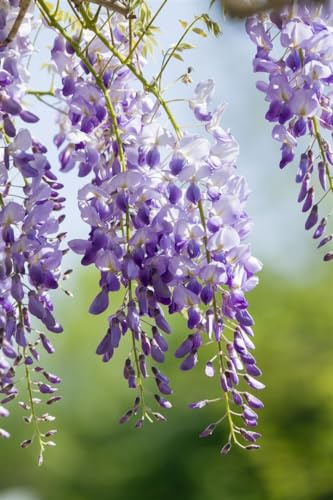 Wisteria sinensis 150–200 cm – Winterhart, Mehrjährig, Pflegeleicht – Chinesischer Blauregen – Kletterpflanze für Pergola & Rankhilfe