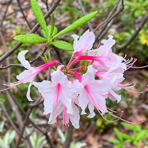 Semillas de azalea, variedades antiguas Rododendro, jardín de arbustos jardín de semillas de exterior resistentes 50pcs