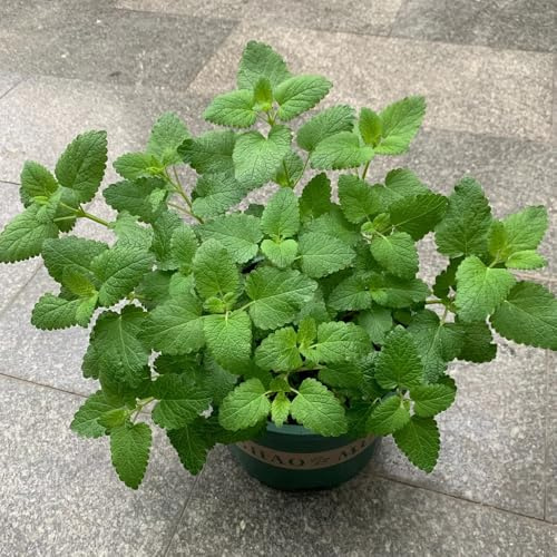 Semi di melissa - semi di perenni Melissa officinale - verdi semi di tappezzante prodotti sostenibili esotiche per giardino 20pcs