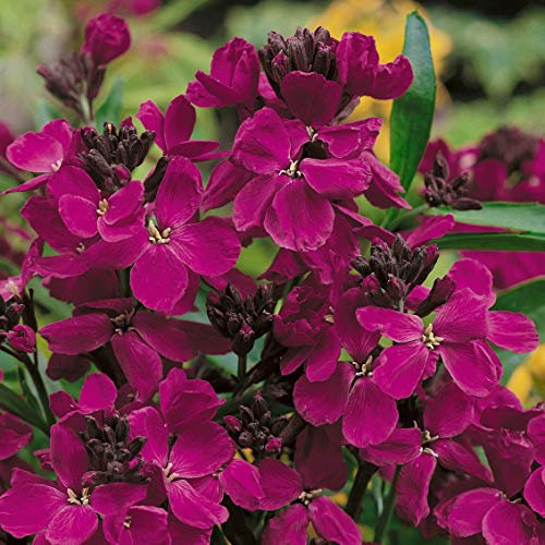 100 Erysimum Cheiri Ruby Gem Purple WallFlower Seeds Dwarf Bedding - 100 Seeds