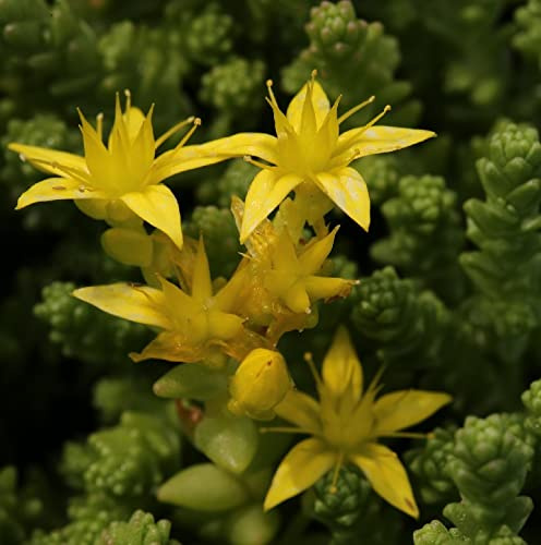 Scharfer Mauerpfeffer - Sedum acre - lebende Gartenpflanze aus den Baumschulen