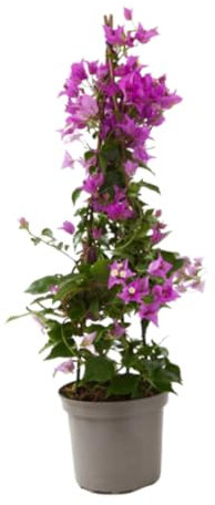 Verdecora Buganvilla 3 tallos | Flor de Papel | Planta natural de exterior con flor en maceta con tutores | Planta trepadora | Perfecta para decorar el jardín, balcón, terraza (Maceta 3 Litros)
