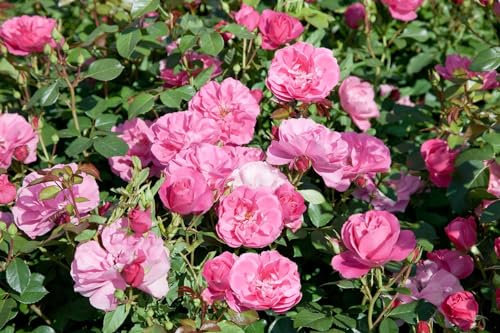 Rosa 'Play Rose' - Rose, rosa Blüten, Blütezeit Juni-September, ideal für Kübel, pflegeleicht und bienenfreundlich