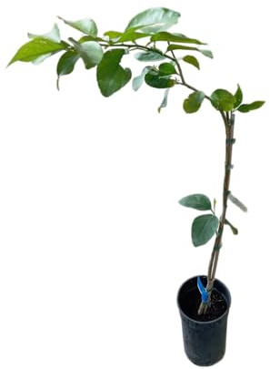 Naranjo Natural de 1m Cultivo de Cítricos en Casa con Maceta de 17cm