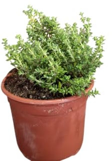Planta de Tomillo Natural – Planta Aromática y Ornamental en maceta