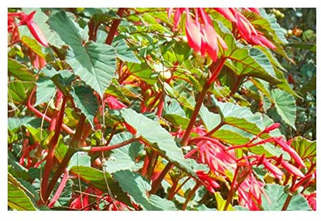 Pezzi - 10x Begonia Ferruginea Cespuglio Giardino Piante - Seme ID334 - Seeds & Plants Shop by Ipsa