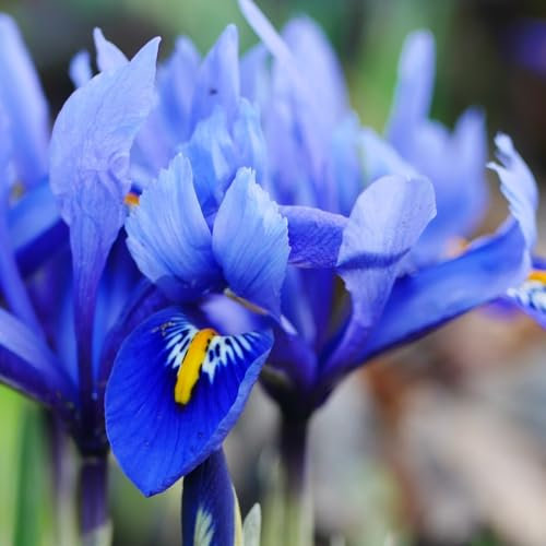 Iris Dwarf Reticulata - Lilac and Purple Fragrant Marvel - Pack of 50 Bulbs Size 05/06 by Thompson and Morgan