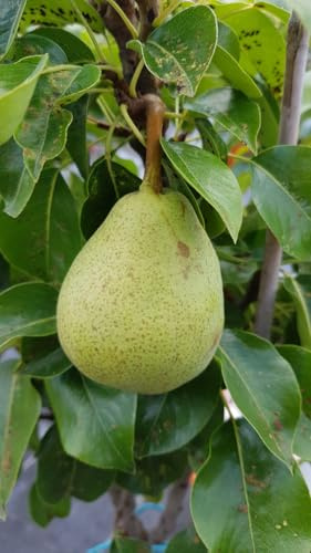 Pyrus communis GARDEN PEARL® 'Pyvert' / Poirier Nain GARDEN PEARL® / Conteneur de 5 à 6 litres/Arbuste fruitier