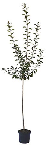 Zwetschenbaum Anna Späth Zwetsche Halbstamm späte Reifezeit 150-170 cm 10 Liter Topf St.Julien A