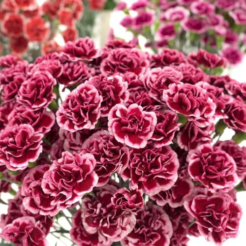semi di garofano perenni resistenti - giardino pascolo decorazione esterno aiuola rialzata 550pcs