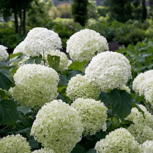 Hortensia Hydrangea arborescens 'Strong Annabelle' – Ø 19 cm 30 cm – Planta de jardín resistente con grandes flores blancas