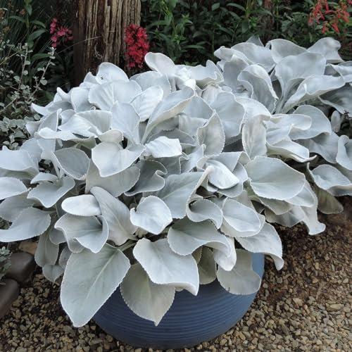 Carbeth Plants 2X Senecio Candicans Angel Wings in 9cm Pots