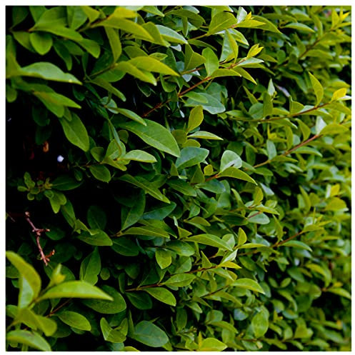 60 Green Privet Hedging Plants Ligustrum Hedge 20-30cm, Potted, Dense Evergreen 3fatpigs®