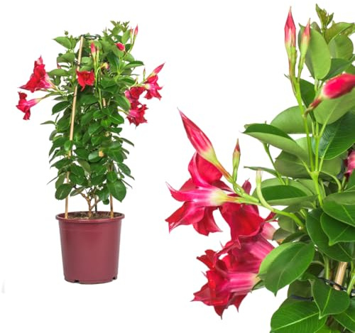 IFLO® Dipladenia Mandevilla rot – blühende Kletterpflanze im Topf für Balkon, Terrasse & Garten, chilenischer Jasmin, 1 Pflanze