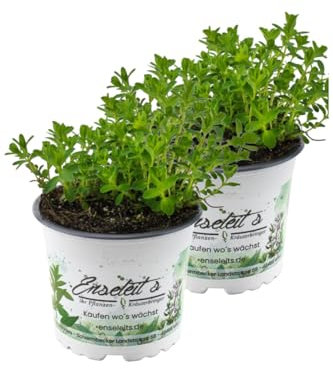 2er Set Johanniskraut Pflanze, Frische Kräuterpflanze aus Nachhaltigem Anbau