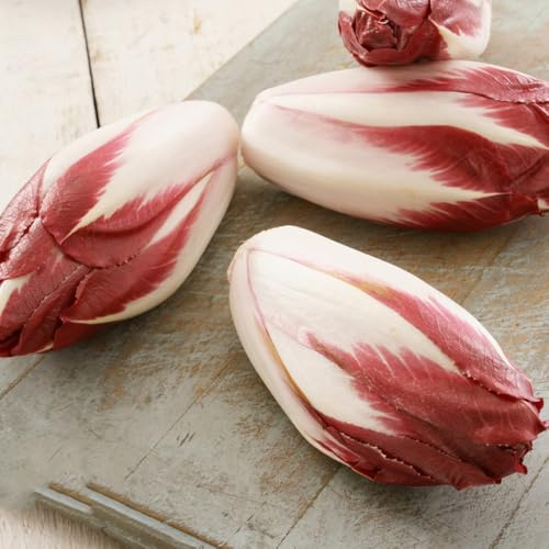 semillas de achicoria resistentes de jardín de rocas resistentes, achicoria orgánicas, variedades 300pcs