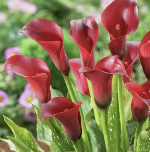 Majestic Red Calla Lily Bulbs for Planting - Deep Crimson Red Flowers - Big Healthy Bulbs for Growing - Deer & Rodent Resistant - Create Your Own Bouquet (3 Bulbs)