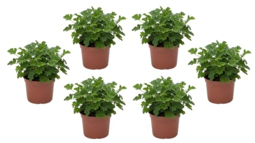 Pack Jardín Mediterráneo – Seis Geranios Antimosquitos Naturales en Maceta | DECOALIVE Plantas Aromáticas de Exterior para Terraza y Jardín