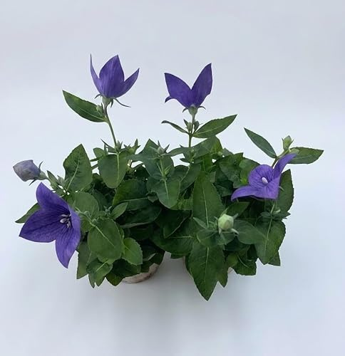 2 Piante vere di Platicodon su vaso cm 12 MODIPITRE