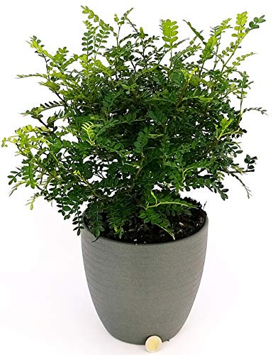 POWERS TO FLOWERS - PIANTA DEL PEPE XXL IN VASO CERAMICA ANTRACITE, pianta vera