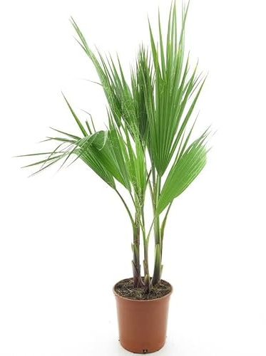 Palma messicana Washingtonia robusta pianta in vaso ø16 cm h. 50/60 cm