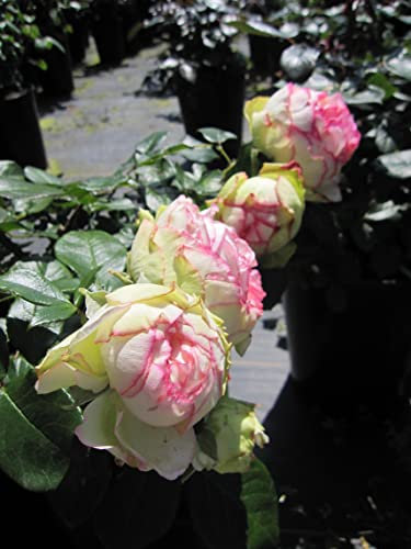 Zwergrose Biedermeier ® - Rosa Biedermeier ® - Patio Rose - Tantau Rose