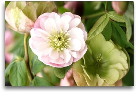Premium Textil-Leinwand 75 x 50 cm Querformat Premium Textil-Leinwand 75 cm x 50 cm quer Christrosen, Helleborus | Wandbild, HD-Bild auf Keilrahmen, Wanddekoration, Kunstdruck von Gisela Kruse