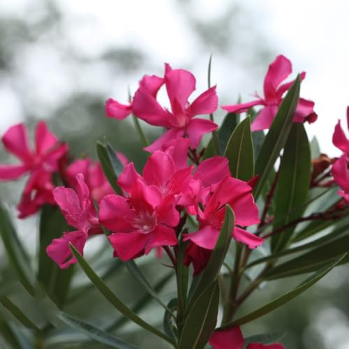 oleandro - semi selvatici, autunno ufficio semi perenni interni resistenti per giardini rocce giardino interni giardino 12pcs