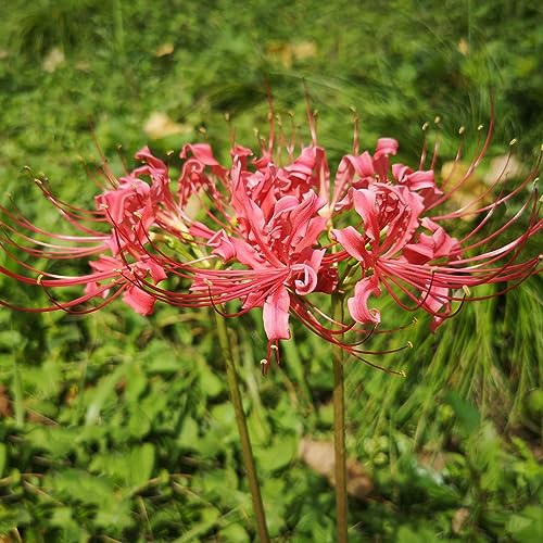 giglio ragno giardino di primaverili regalare giglio di sangue rialzata giardino per interno decorazione balcone rizoma 15bulbi