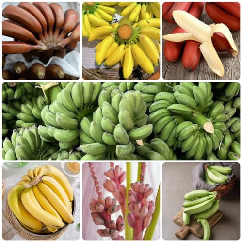 bananenbaum - bananen seltene säulenobstbäume bananensamen exotische winterfeste balkon anzucht grünpflanzen zimmerpflanzen gartenpflanzen winterhart mehrjährig winterharte 225samen