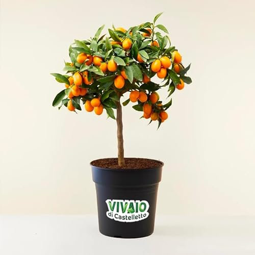 Kumquat Fortunella margarita mandarino cinese pianta innestata in vaso ø22 H 70/80 cm Agrumi di Sicilia, Made in Italy, Vivaio di Castelletto