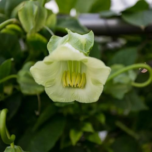 campanula, semi di campanula semi di per balcone a crescita per l' rialzata, decorazioni autunnali, soggiorno ornamentali 200semi