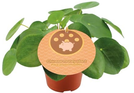 Pilea Peperomioides - 20cm - Ø12cm - Zimmerpflanze - Immergrün