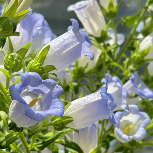 semi di campanula, perenni resistenti balcone esterno 1500pcs