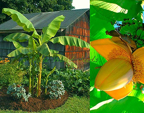 Germination I Semi: più resistente a tutte le banane! Musa (Hardy basjoo) Hardy dans la zone 4! Semi