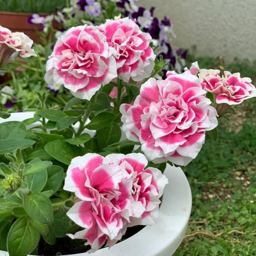 semi di petunia perenni, balcone interno aiuole rialzate 250pcs