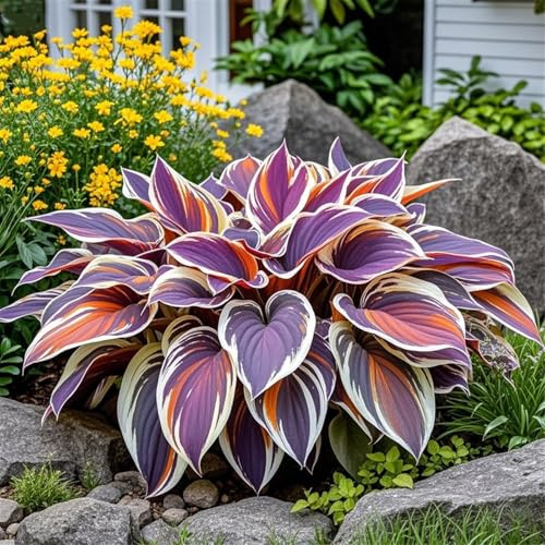 MehrjäHrige Funkien,Hosta,Schön Funkien-Rhizom,Einfach Zu Kultivieren,Schattenspender FüR Terrassen Und GäRten-6Rhizome-J