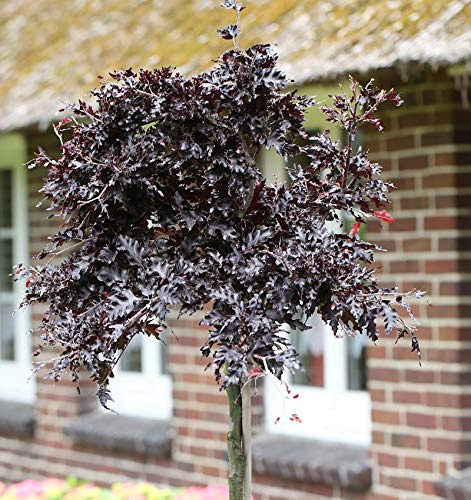 Hochstamm Blutbuche Rohan Weeping 100-125cm - Fagus sylvatica - lebende Gartenpflanze aus den Baumschulen