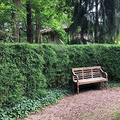 Fargesia robusta ?Pingwu? **/ Schirmbambus Pingwu