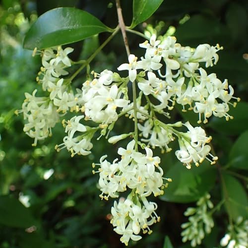 Vivai le Georgiche - Pianta vera di Ligustrum japonicum - vaso Ø 24 cm