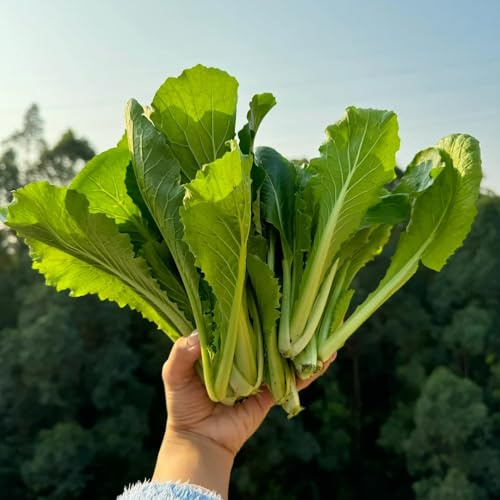 Semillas de pak choi, hojas de mostaza china, cobertura del suelo decoración rara balcón interior jardín del balcón interior exóticas 200pcs