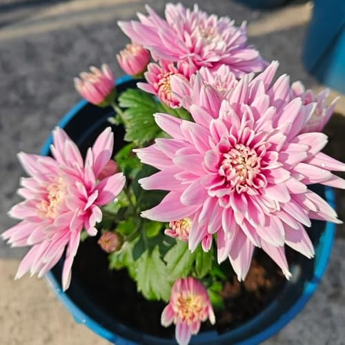 semi di crisantemo - resistenti in vaso per l'arredamento dell'ufficio d'appartamento esotiche giardino balcone rampicanti esterno raro 350pcs