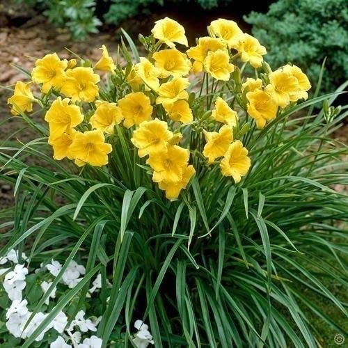 Portal Cool Hemerocallis Stella Doro Agotado