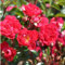 2 x Rosier - Rosa 'Rote The Fairy' pot 25-30 cm - Un rosier couvre-sol robuste avec charme et résistance